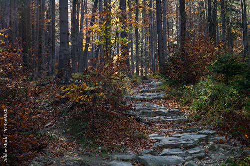 Autumn path paved with stone