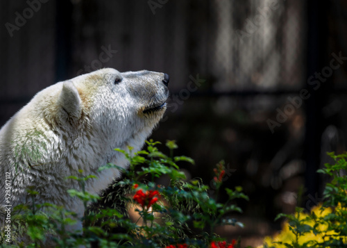 Socal Polar Bear photo