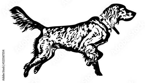 Irish Setter Dog 