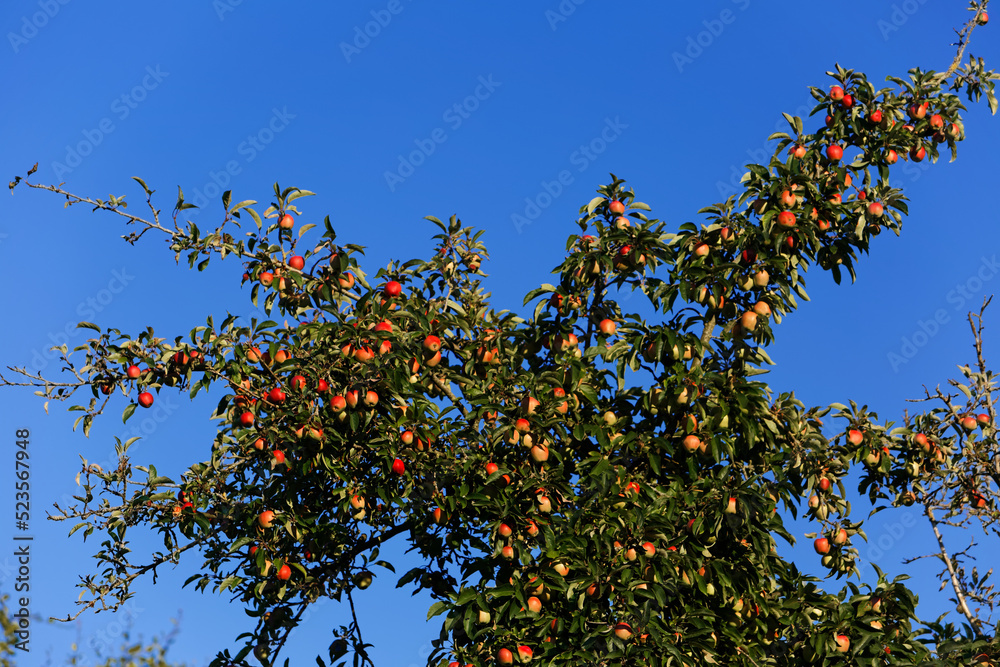 Belles pommes en fin d'été sous ciel bleu - France Belles pommes en fin d'été sous ciel bleu - France