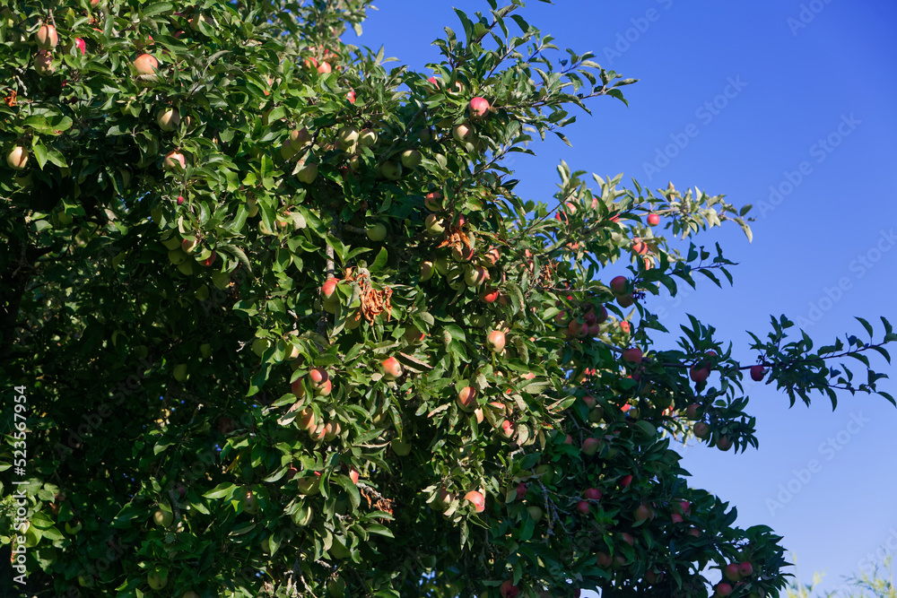 Pommes vertes et rouges en maturation - France