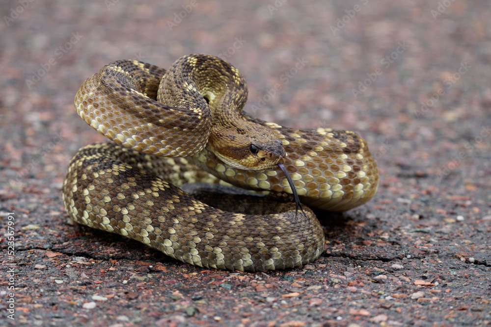 Obraz premium Black-tailed Rattlesnake - rare and gorgeous