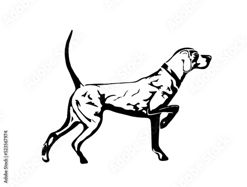 English Pointer Dog