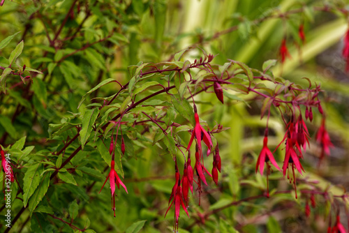 Fleurs rouges de Fuchsia de Magellan. photo