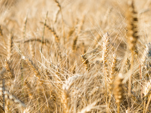 Yellow field of agriculture with ripe wheat, farming