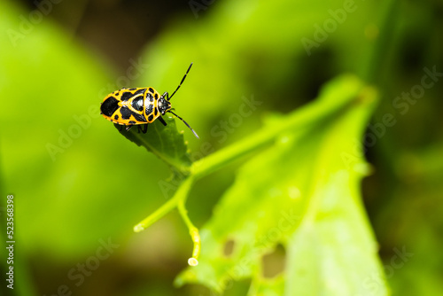 A small yellow beetle with black spots on its back walking on a grass
