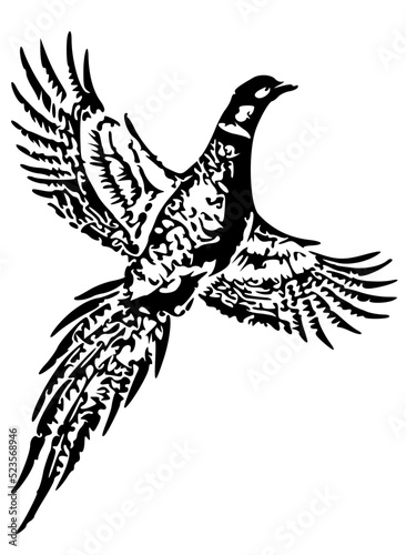 Pheasant bird flying up