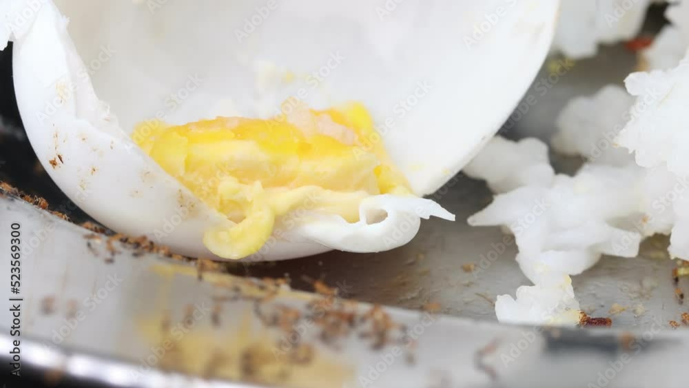 Ants crawl in a dirty aluminum plate and look for leftovers of food, fly is feeding on the boiled egg