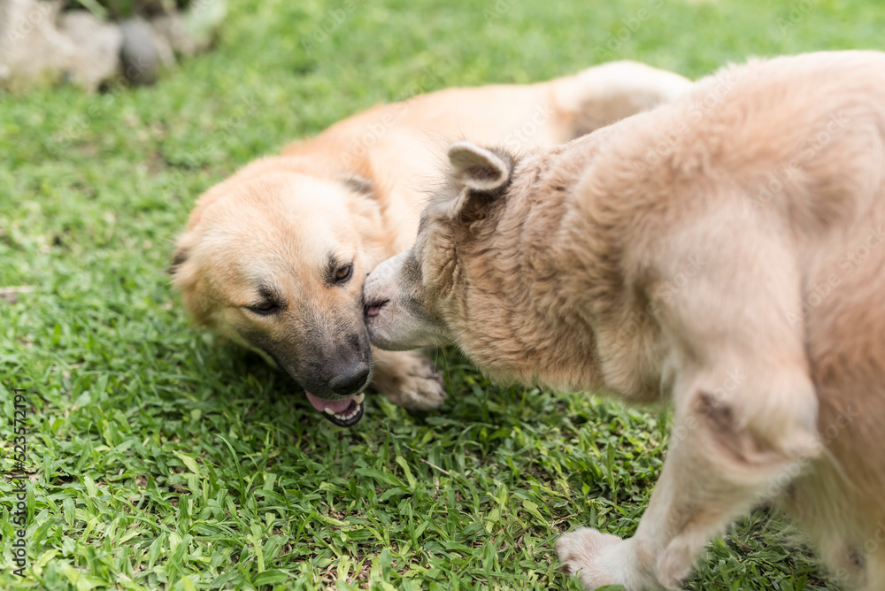 A male brown dog lies down showing submissive behavior to a dominant