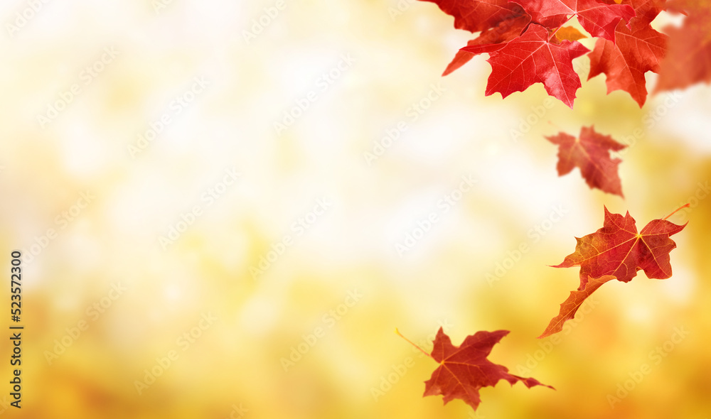 Autumn background with flying maple leaves. Fall background with copy space Autumn background with flying maple leaves. Fall background with copy space