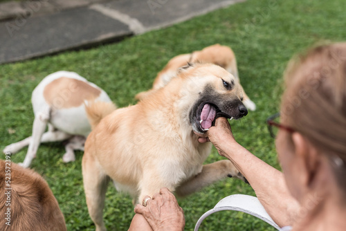 Obraz na plátně A mischievous brown dog gently bites his master's hand
