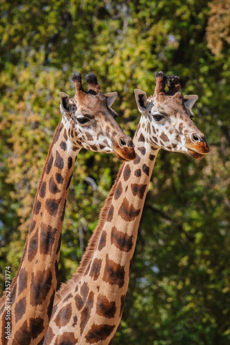 Face portrait of two adult african giraffes with grass background © Azahara