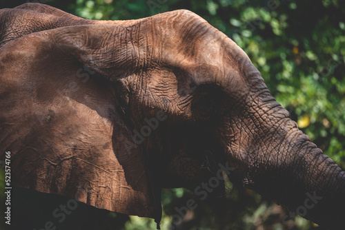 Closeup of wild animal and ...