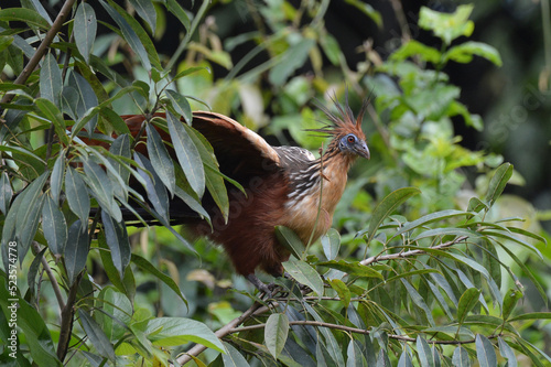 Hoatzin bird (Opisthocomus hoazin) in the Amazon rainforest photo