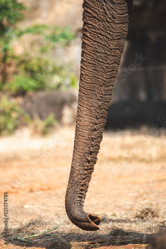 Closeup of wild animal and mammal elephant with trunk towards upside elevated walking and finding food in the forest