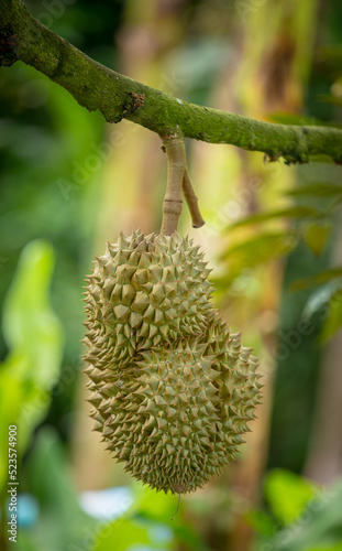 durian on the tree