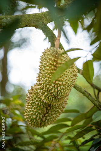 durian fruit on the tree