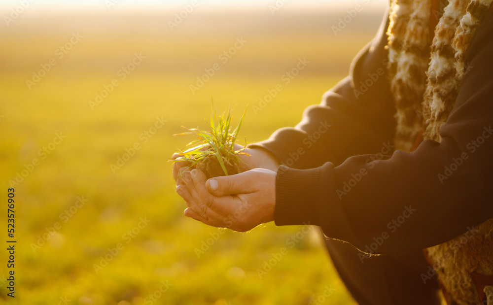 Young Green wheat seedlings in the hands of a farmer.  The concept of the agricultural business.