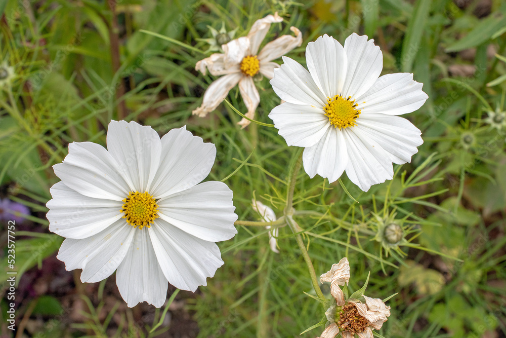 White daisy in the grass White daisy in the grass