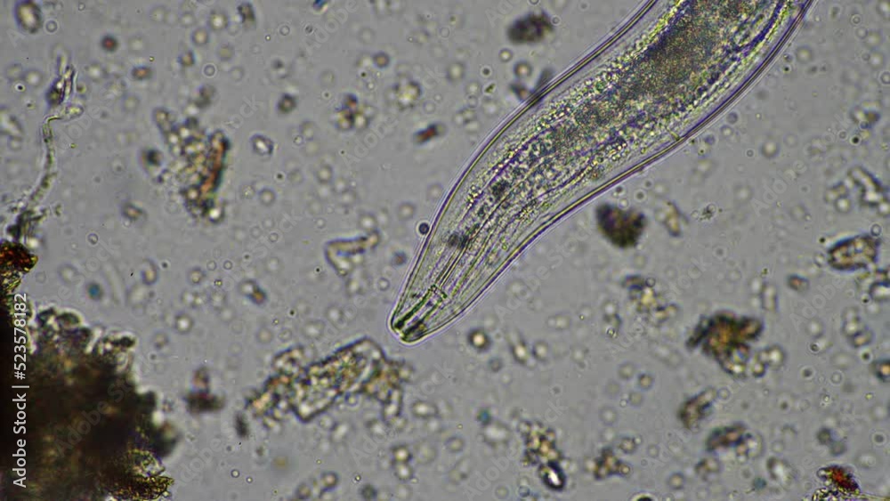 microorganisms and soil biology, with nematodes and fungi under the ...