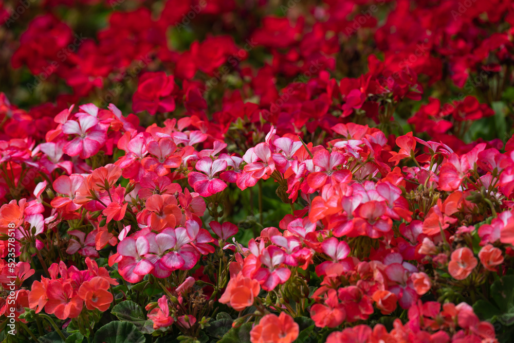 flowering bushes of red and white geraniums in a flower bed, landscape design