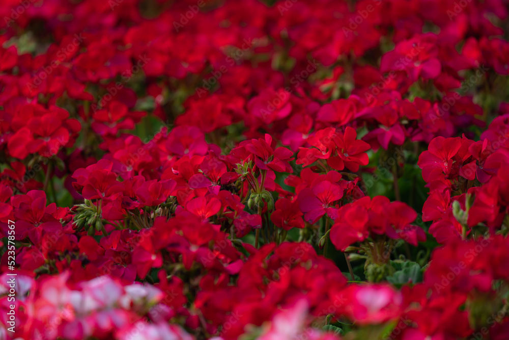 flowering bushes of red and white geraniums in a flower bed, landscape design