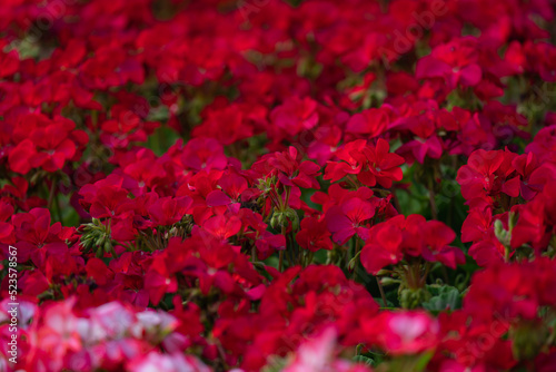 flowering bushes of red and white geraniums in a flower bed, landscape design