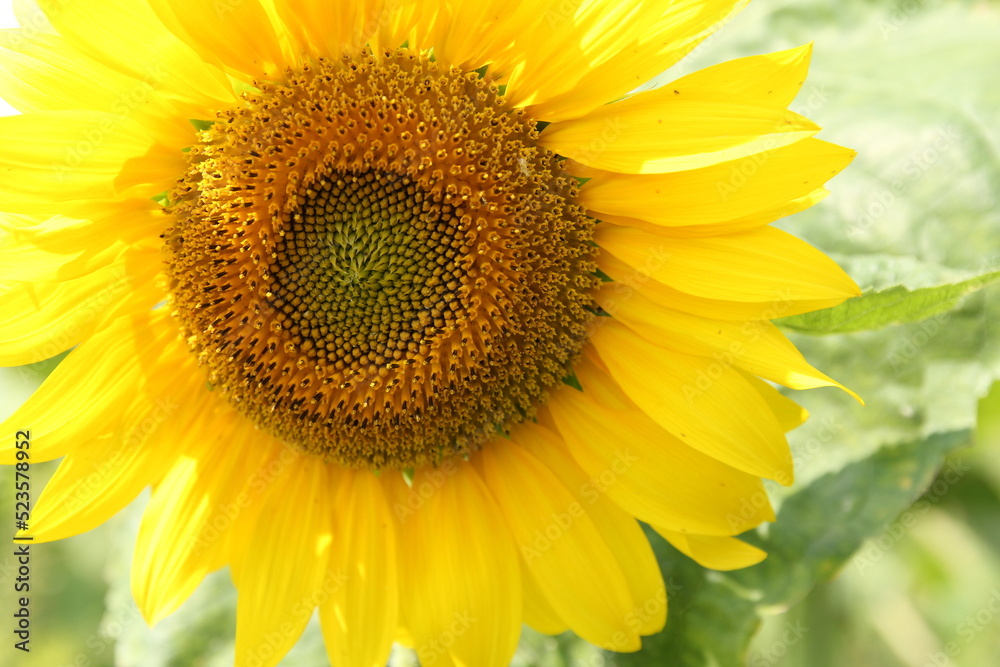 a part of a big sunflower with yellow leaves and a brown heart with nectar and pollen and seeds closeup in the fields in summer a part of a big sunflower with yellow leaves and a brown heart with nectar and pollen and seeds closeup in the fields in summer