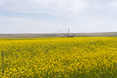 Canola rape agriculture flower