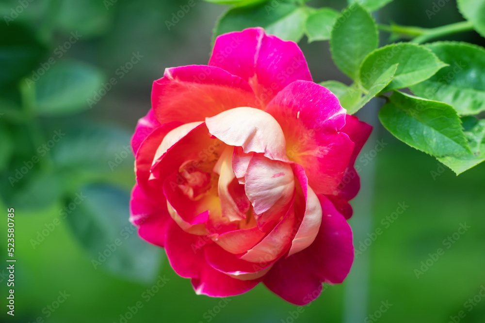 Coral rose flower in roses garden. Top view. Soft focus. Coral rose flower in roses garden. Top view. Soft focus.