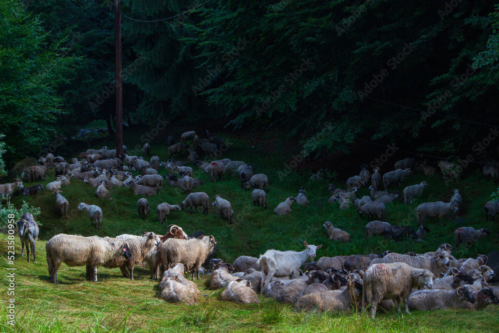 Fototapeta premium Flock of sheep on the Transfagarasan in Romania