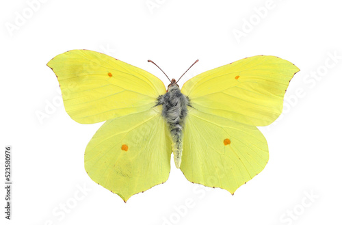 Common brimstone butterfly on transparent background