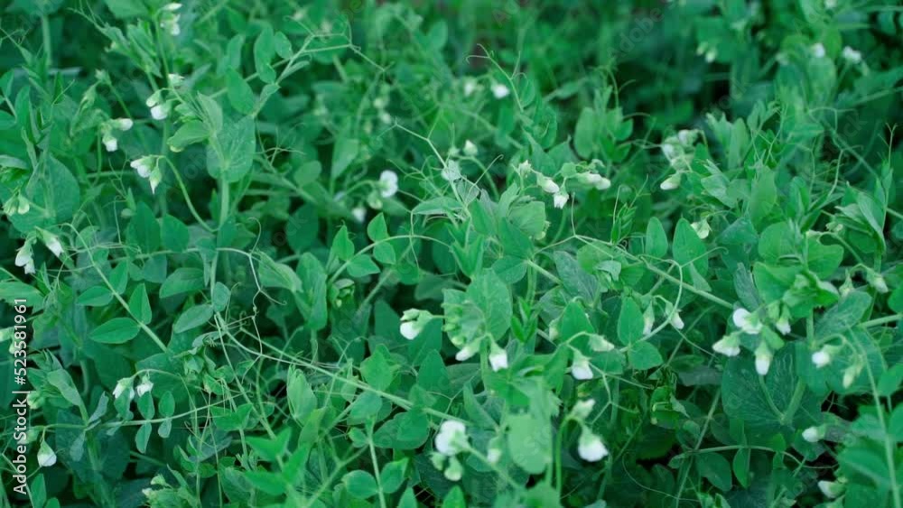 Smooth camera movement along a pea plantation Smooth camera movement along a pea plantation