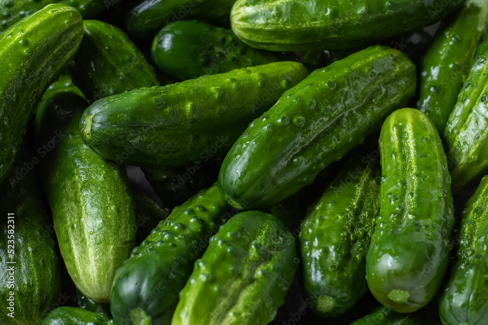 Cucumber background Cucumber harvest. many cucumbers. cucumbers from the field. Cucumber background Cucumber harvest. many cucumbers. cucumbers from the field.