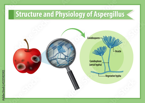 Structure and Physiology of apple Aspergillus