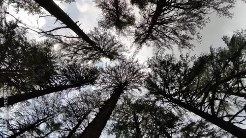 tree in the forest