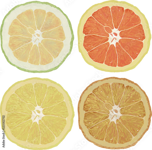 柑橘類4種断面_正方形