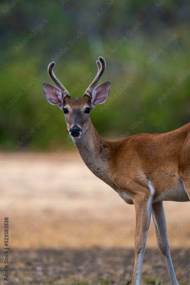 Fototapeta premium a deer in the park