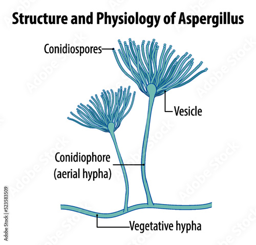 Structure and Physiology of Aspergillus