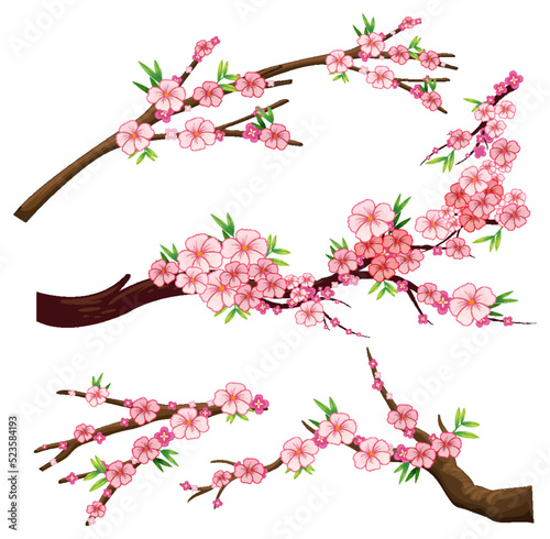 Cherry blossom branch isolated