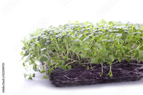 Healthy microgreens - small home plantation