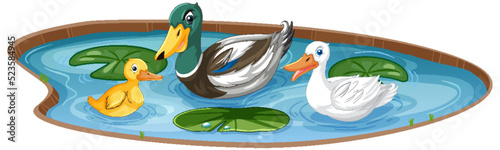 Duck family in pond