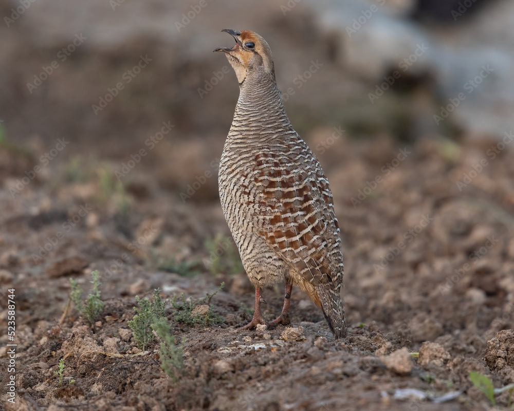 Portrait of grey francolin at a farm in bahrain Portrait of grey francolin at a farm in bahrain