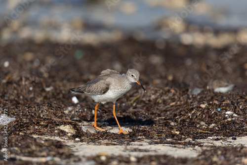 Common redshank searching for food on the beach