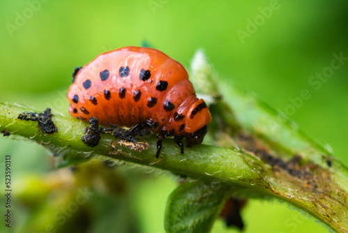Colorado potato beetle and red larva crawling and eating potato leaves. © eliosdnepr
