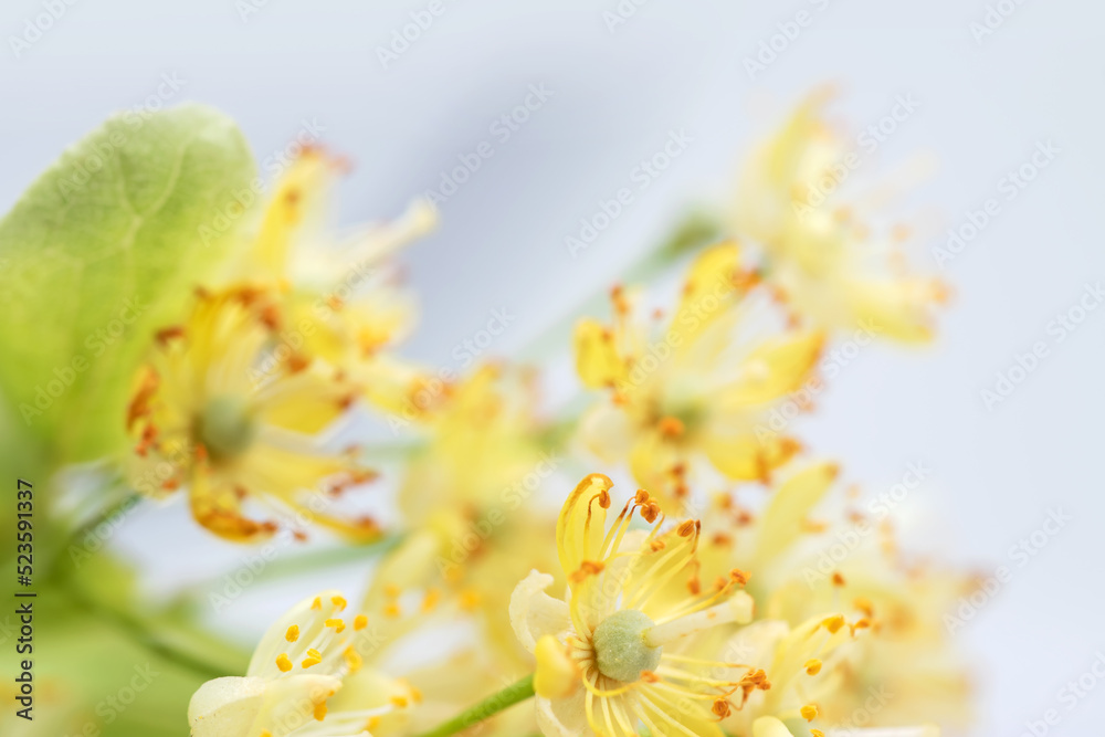 linden tree close up flower in spring, beautiful linden tree flower in spring during flowering, linden tree close up flower in spring, beautiful linden tree flower in spring during flowering,