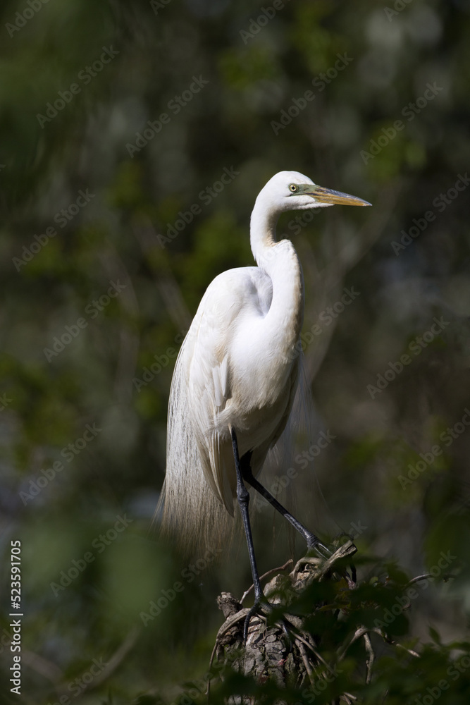 Great Egret stands on tree stump on Avery Island in Louisiana Great Egret stands on tree stump on Avery Island in Louisiana