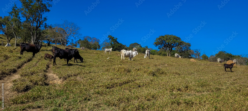 farm landscape view in the countryside of Brazil farm landscape view in the countryside of Brazil