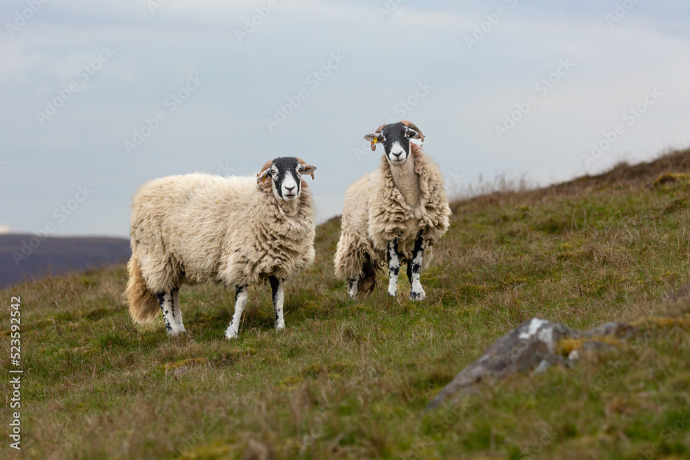 Two inquisitive Swaledale ewes, female sheep, facing forward in Springtime on open moorland at Ravenseat in Swaledale, UK. Horizontal. Space for copy. Two inquisitive Swaledale ewes, female sheep, facing forward in Springtime on open moorland at Ravenseat in Swaledale, UK. Horizontal. Space for copy.
