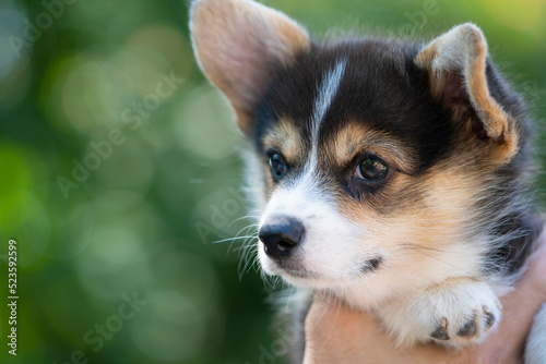 Corgi dog in holding hand in summer sunny day outdoor